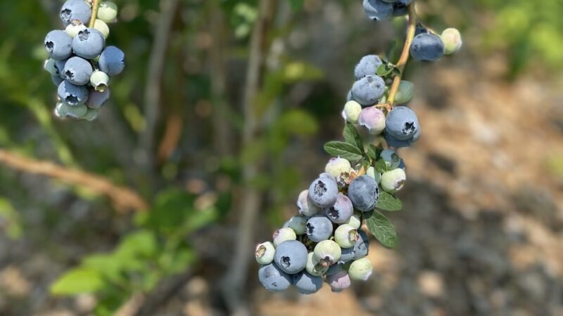 Doe Orchards - Harvard, MA