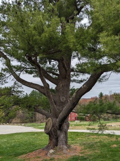 Fruitlands Trails - Harvard, MA