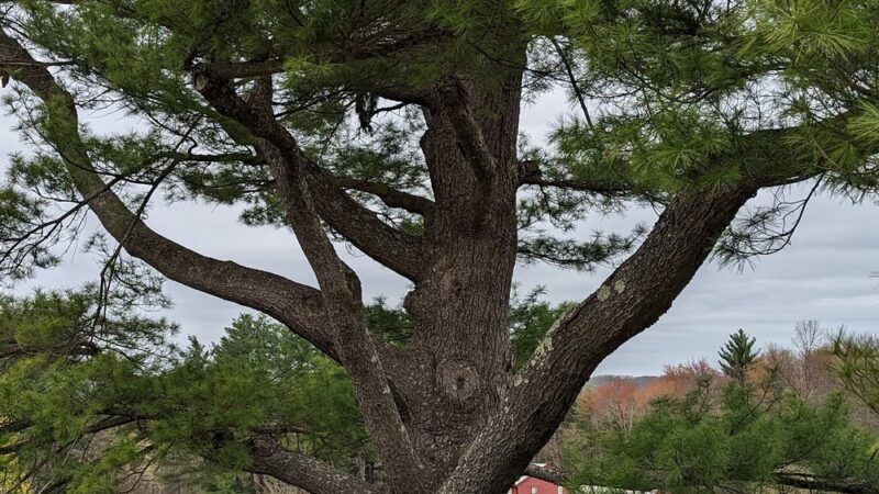 Fruitlands Trails - Harvard, MA