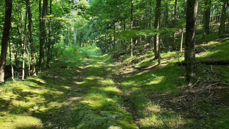 Fruitlands Trails - Harvard, MA
