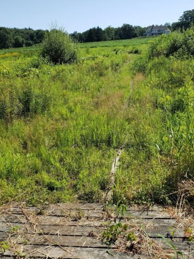 Fruitlands Trails - Harvard, MA