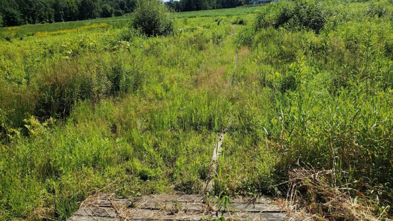 Fruitlands Trails - Harvard, MA