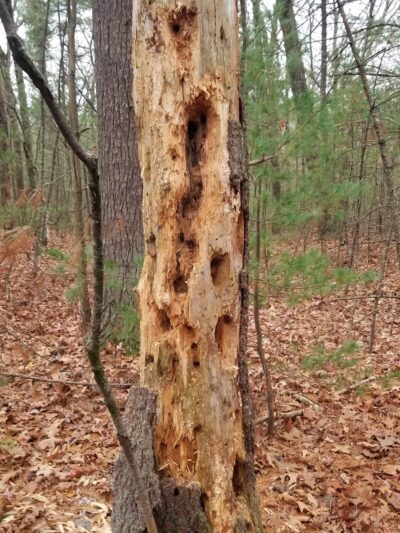 Holy Hill Conservation Area - Harvard, MA