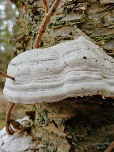 Thurston's Beach - Harvard, MA