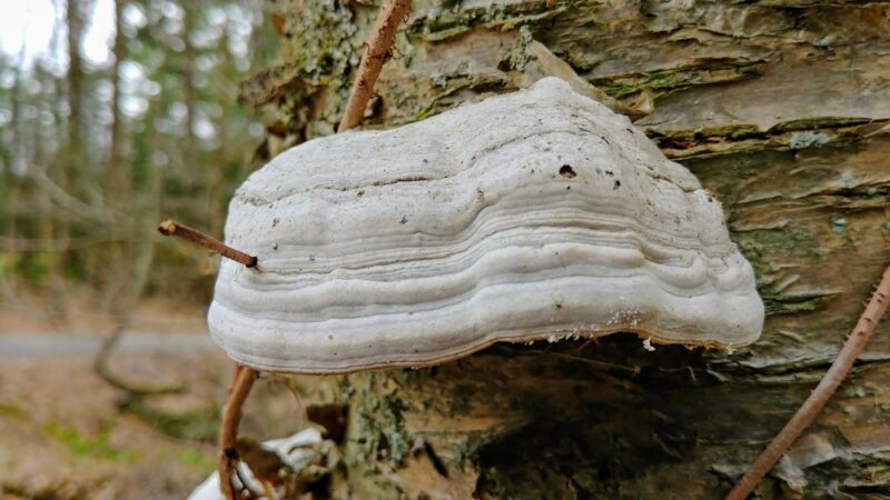 Thurston's Beach - Harvard, MA