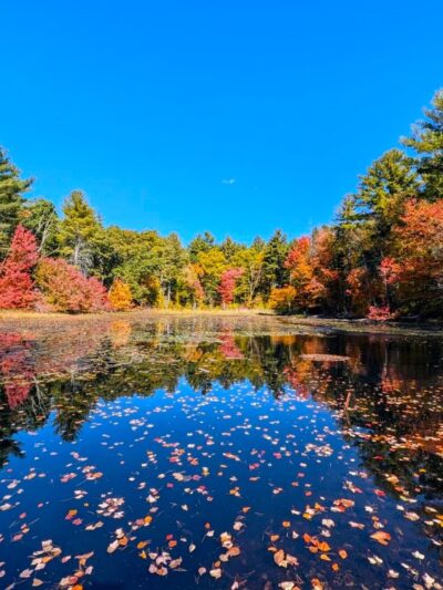 Williams Trails - Harvard, MA