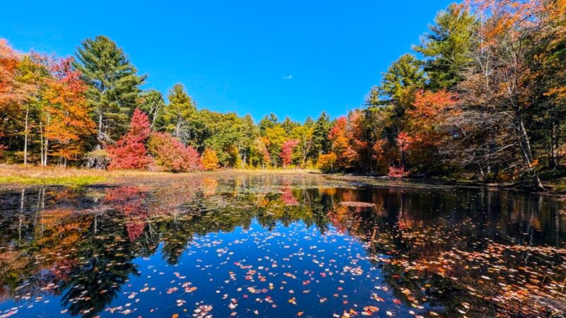 Williams Trails - Harvard, MA