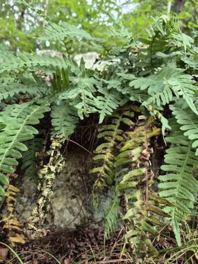 Williams Trails - Harvard, MA