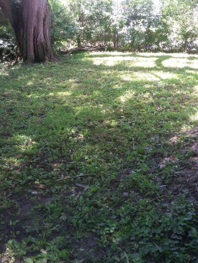 Ashland Park - Harvey, IL