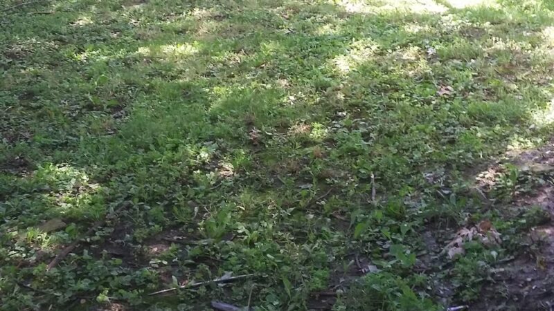 Ashland Park - Harvey, IL