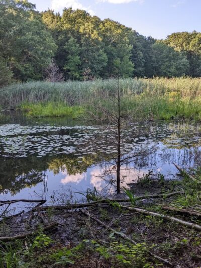 Forever Forest Harwinton Land Trust - Harwinton, CT