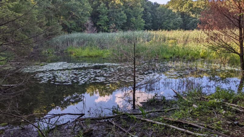 Forever Forest Harwinton Land Trust - Harwinton, CT