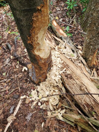 Forever Forest Harwinton Land Trust - Harwinton, CT