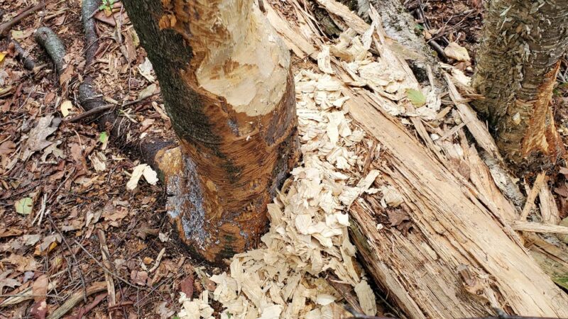 Forever Forest Harwinton Land Trust - Harwinton, CT