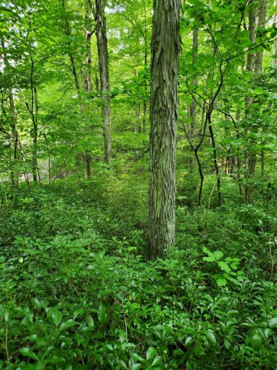 Forever Forest Harwinton Land Trust - Harwinton, CT