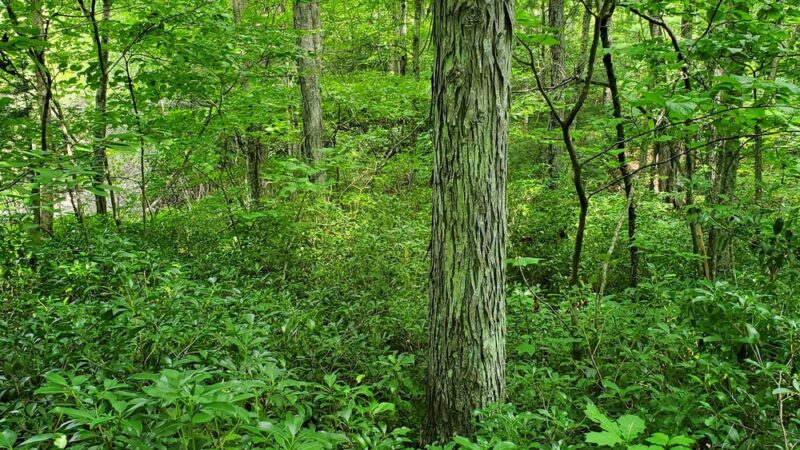 Forever Forest Harwinton Land Trust - Harwinton, CT