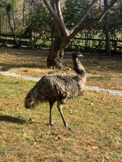 Emu Canyon Park - Haverford, PA