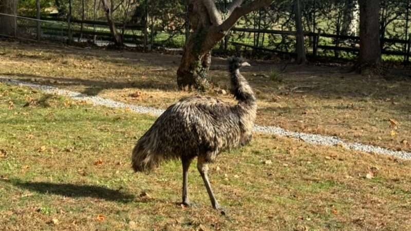 Emu Canyon Park - Haverford, PA