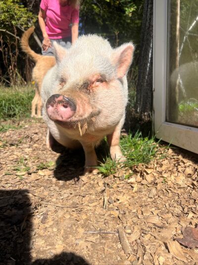 Emu Canyon Park - Haverford, PA