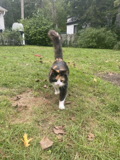 Emu Canyon Park - Haverford, PA