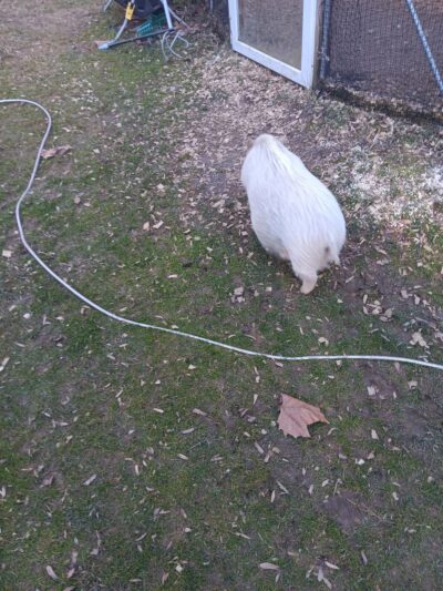 Emu Canyon Park - Haverford, PA