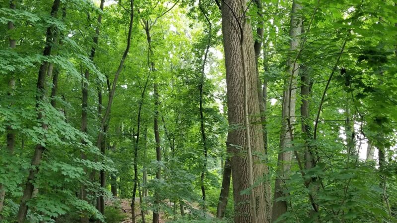 Haverford College Nature Trail - Haverford, PA