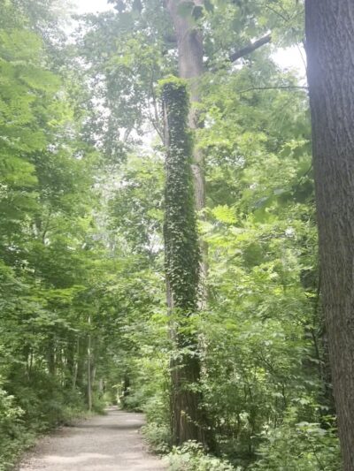 Haverford College Nature Trail - Haverford, PA