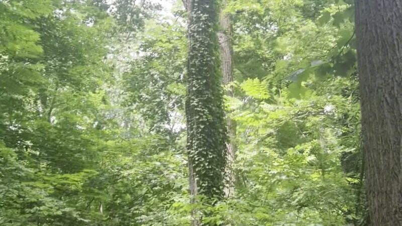 Haverford College Nature Trail - Haverford, PA