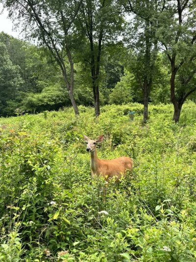 Haverford Reserve Meadow - Haverford, PA