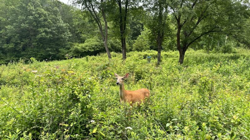 Haverford Reserve Meadow - Haverford, PA