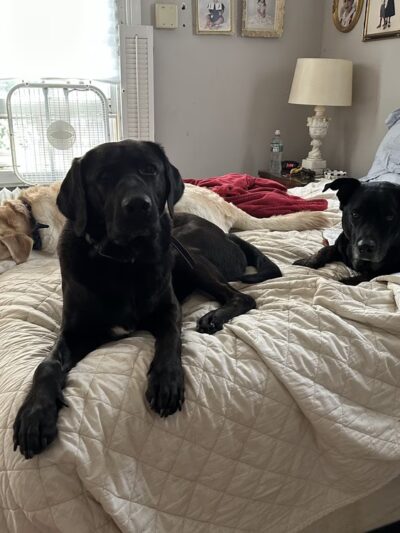 Main Line Dog Care - Haverford, PA