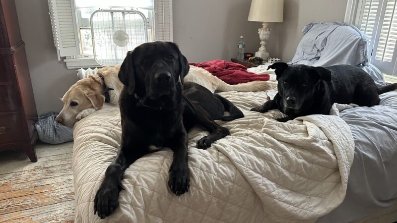 Main Line Dog Care - Haverford, PA