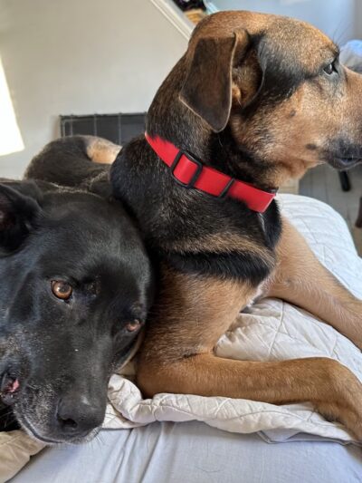 Main Line Dog Care - Haverford, PA