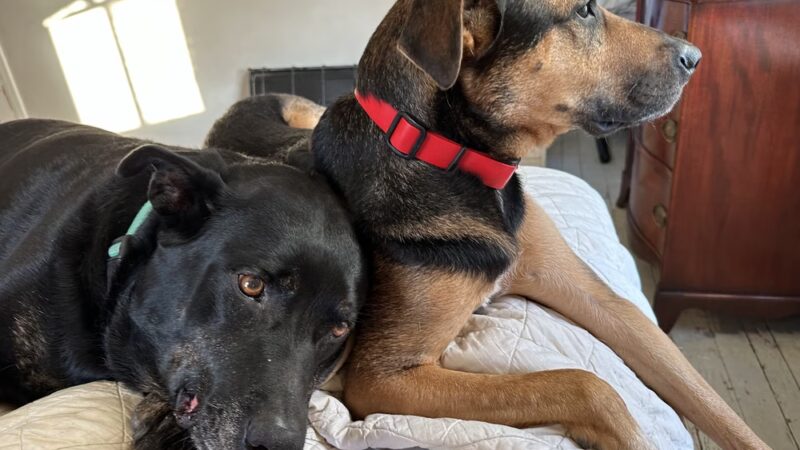 Main Line Dog Care - Haverford, PA