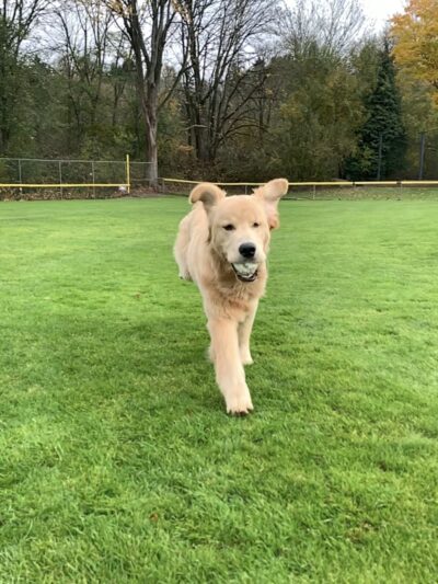 Main Line Dog Care - Haverford, PA