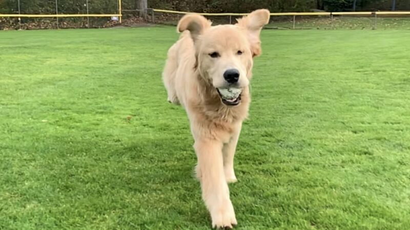 Main Line Dog Care - Haverford, PA