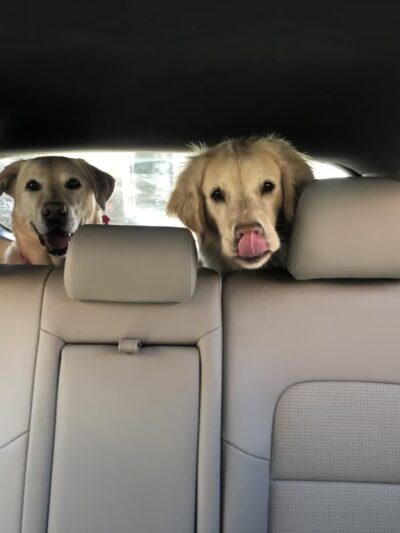 Main Line Dog Care - Haverford, PA