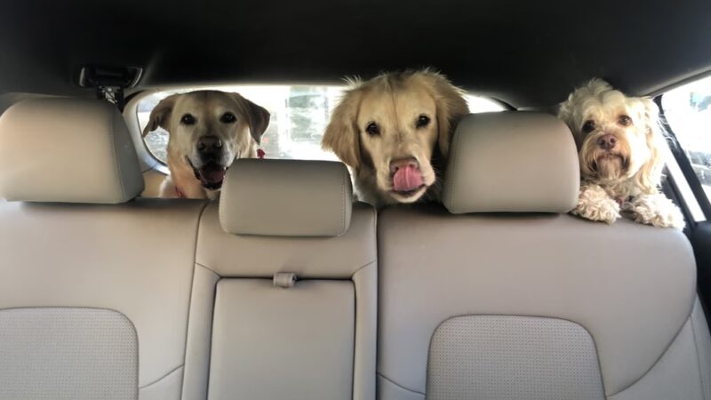 Main Line Dog Care - Haverford, PA