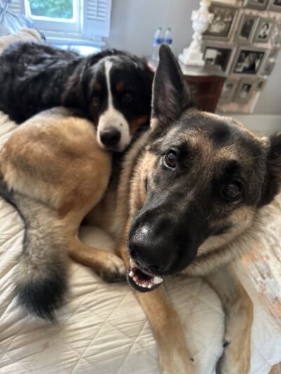 Main Line Dog Care - Haverford, PA