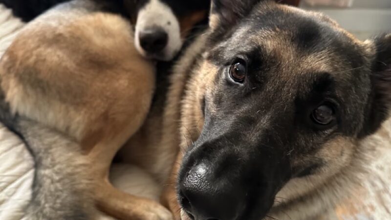 Main Line Dog Care - Haverford, PA