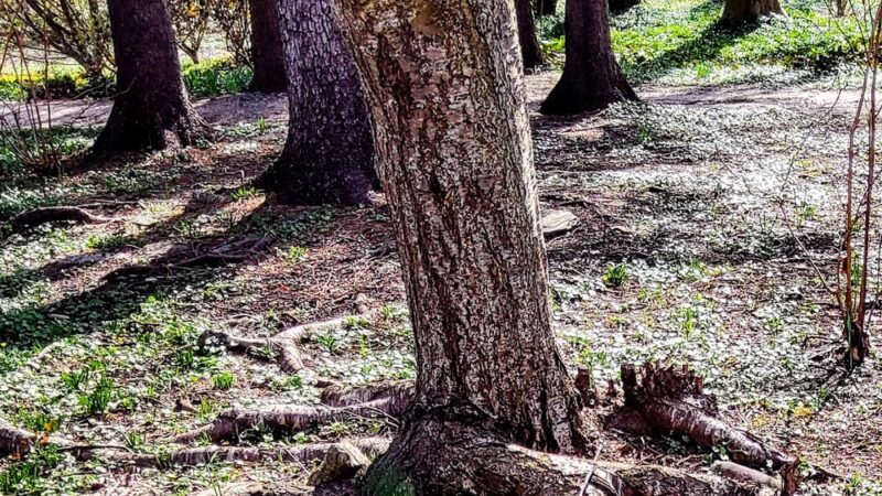 Sharpe Park and Bird Sanctuary - Haverford, PA