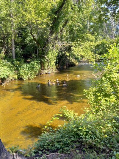 Darby Creek Trail - Havertown, PA