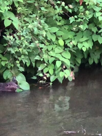 Darby Creek Trail - Havertown, PA