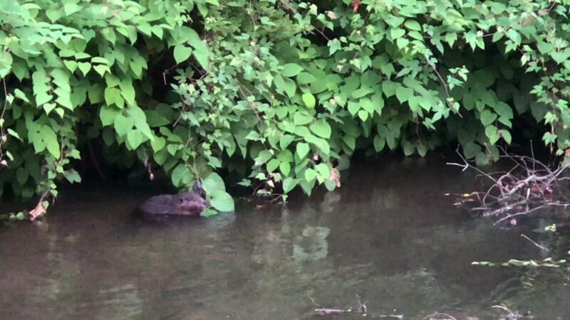 Darby Creek Trail - Havertown, PA
