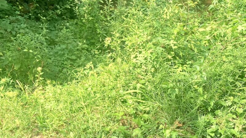 Darby Creek Trail - Havertown, PA