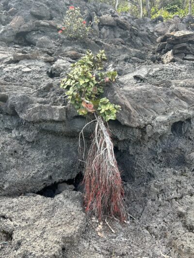 Byron Ledge Trail - Hawaii Volcanoes National Park, HI
