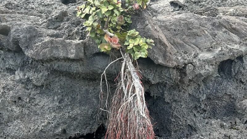 Byron Ledge Trail - Hawaii Volcanoes National Park, HI