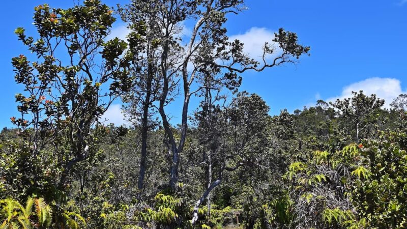 Halema‘uma‘u Trail - Hawaii Volcanoes National Park, HI