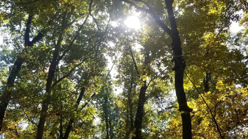 Vastwood Park - Hawesville, KY