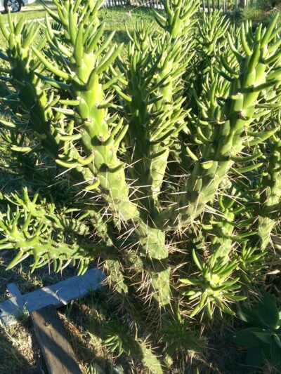 Glasgow Park - Hawthorne, CA